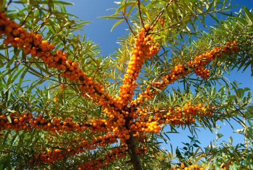 Sea Buckthorn Products