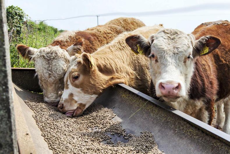 Animal Feed Supplement Manufacturers In India