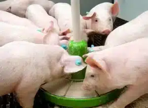 Pig Feed Supplements In India
