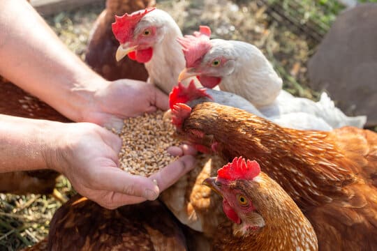 Top Pollutary Feed Supplement In India