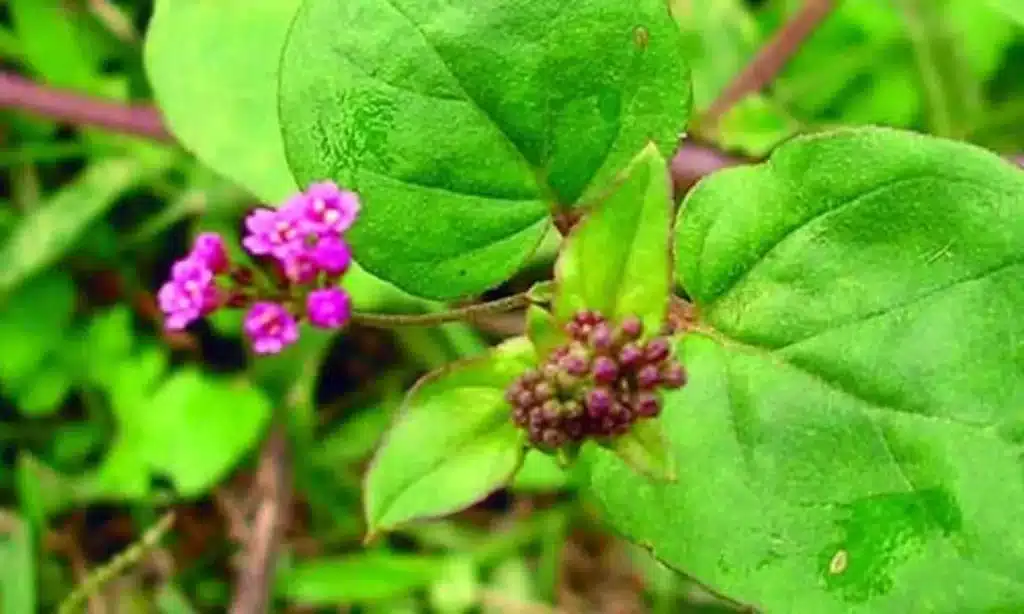 Ark Punarnava Uses And Benefits